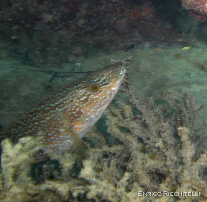 Labrus viridis (Tordo marvizzo)